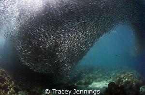 Moalboal Sardines by Tracey Jennings 
